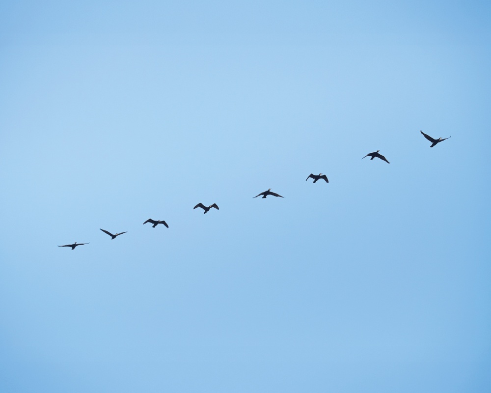 Das Bild zeigt eine Vogelschar am blauen Himmel.